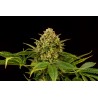 MONKEY GREASE · Kannabia Seed Company · semi di canapa · Fem
