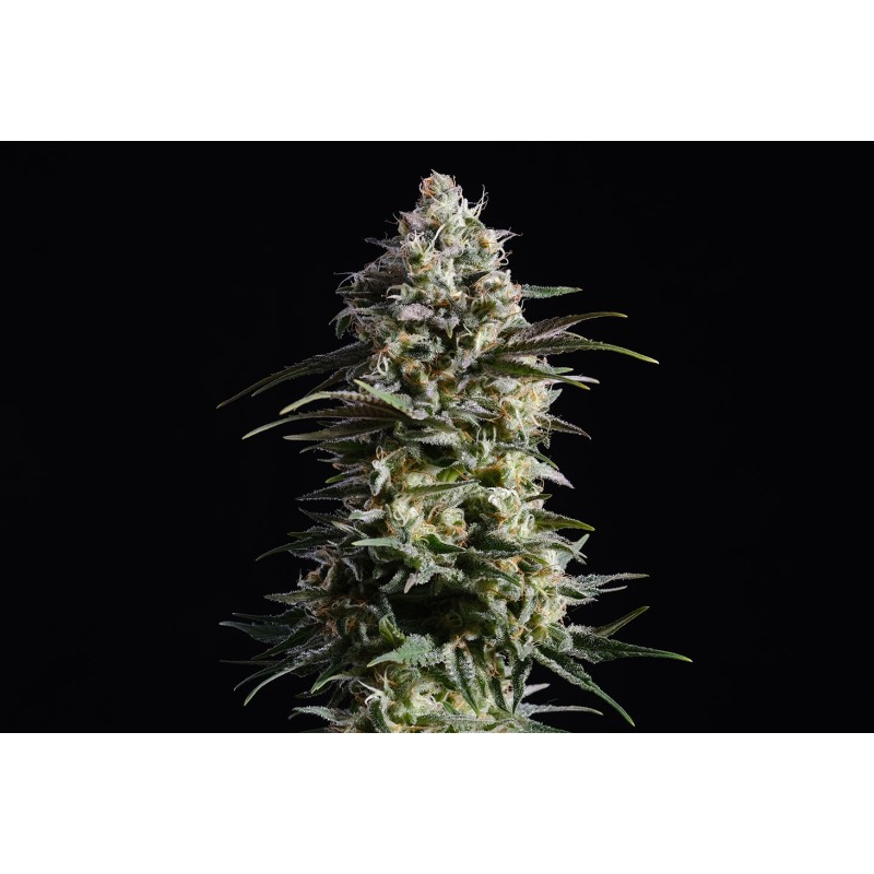 PURE SKUNK GO FAST · Kannabia Seed Company · cannabis seeds · Fem