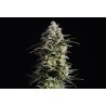 PURE SKUNK GO FAST · Kannabia Seed Company · semi di canapa · Fem