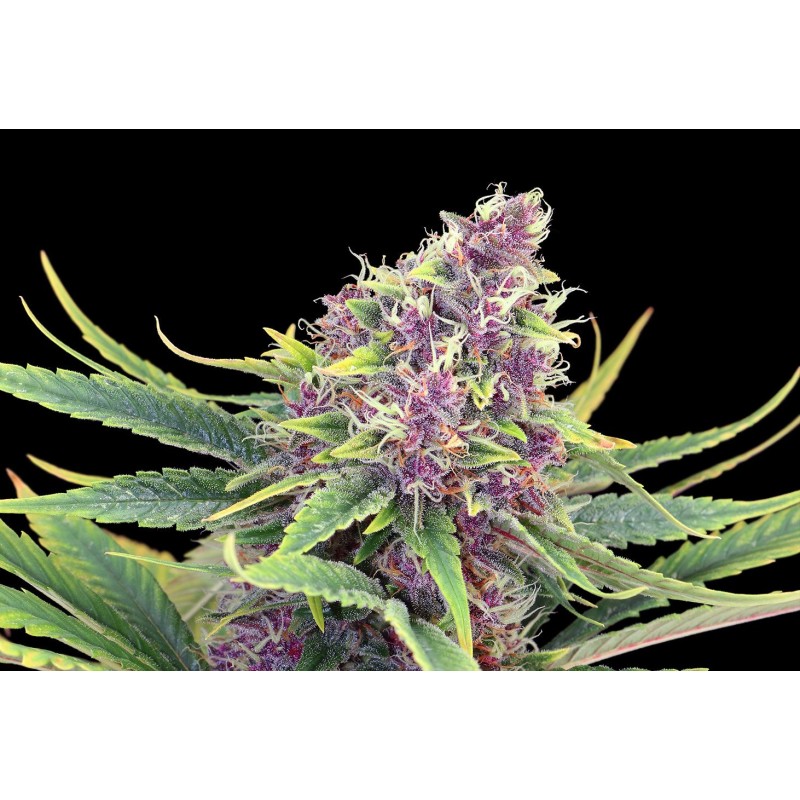 PURPLE KUSH · Kannabia Seed Company · semi di canapa · Fem