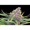 PURPLE KUSH · Kannabia Seed Company · semillas de marihuana · Fem