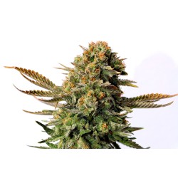 RUSSIAN DOLL · Kannabia Seed Company · semi di canapa · Fem