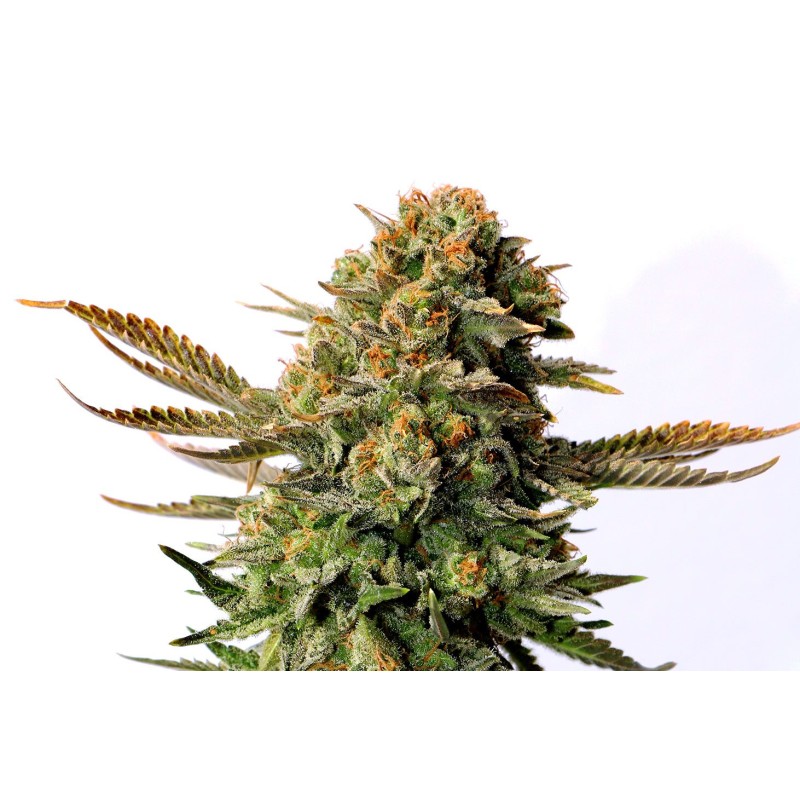 RUSSIAN DOLL · Kannabia Seed Company · semillas de marihuana · Fem