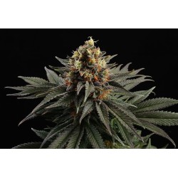 SATIVA DREAM · Kannabia Seed Company · cannabis seeds · Fem