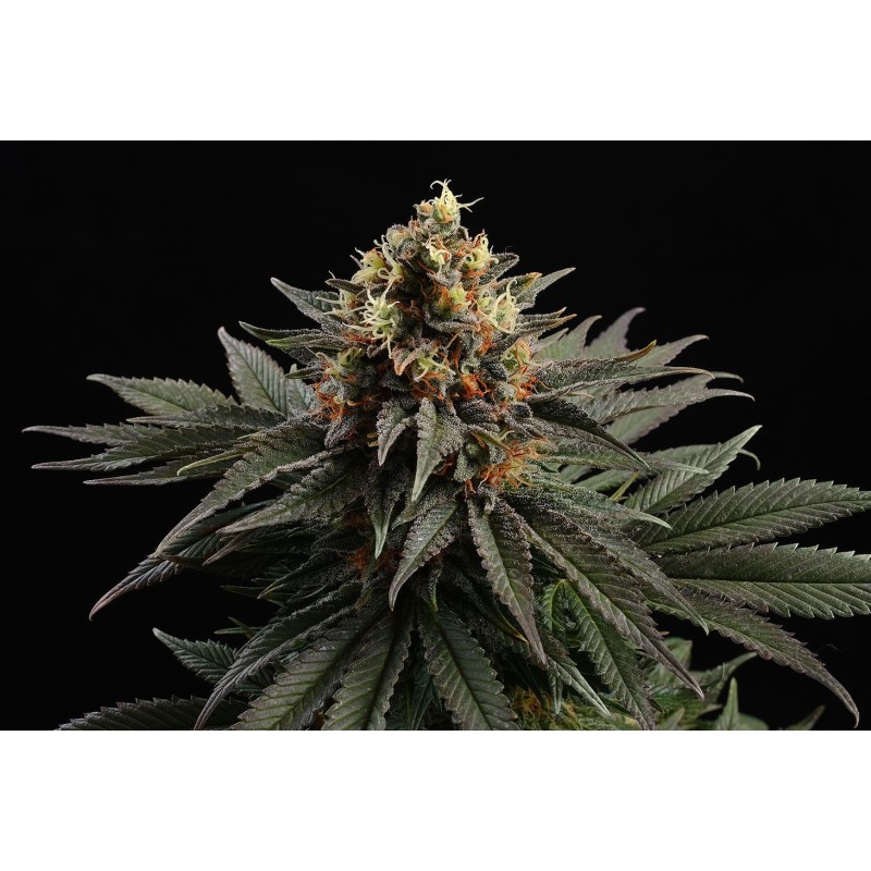 SATIVA DREAM · Kannabia Seed Company · semi di canapa · Fem