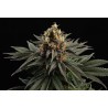 SATIVA DREAM · Kannabia Seed Company · semi di canapa · Fem