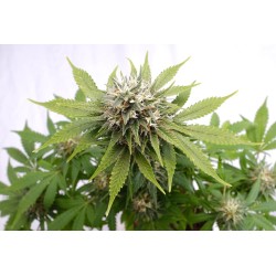 SILVER WIDOW · Kannabia Seed Company · semi di canapa · Fem