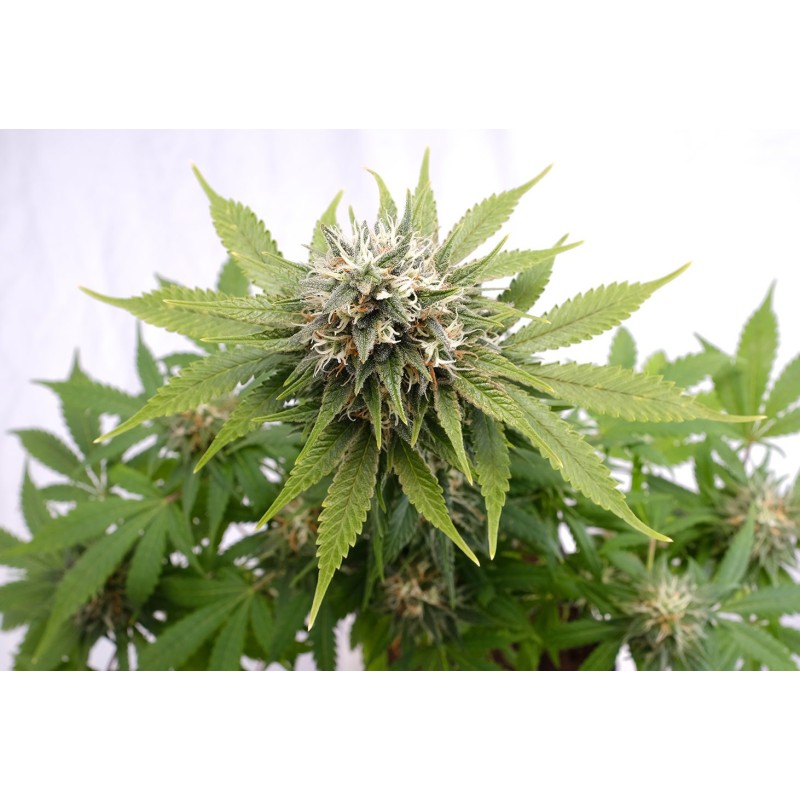 SILVER WIDOW · Kannabia Seed Company · semillas de marihuana · Fem