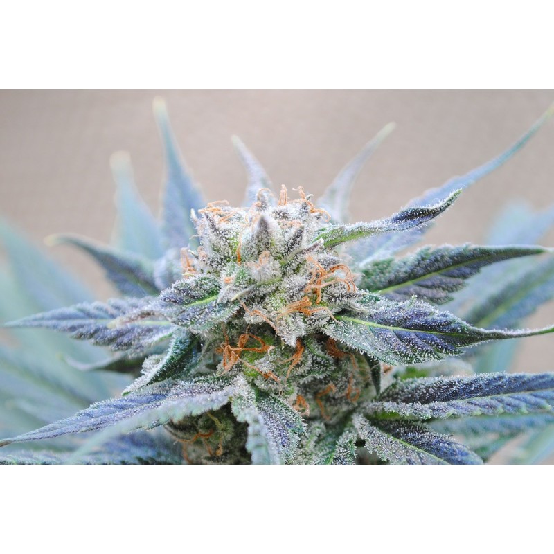 SKUNK + · Kannabia Seed Company · cannabis seeds · Fem