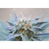 SKUNK + · Kannabia Seed Company · semi di canapa · Fem