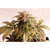 SPEEDY BOOM AUTO · Kannabia Seed Company · semi di canapa · AutoFem