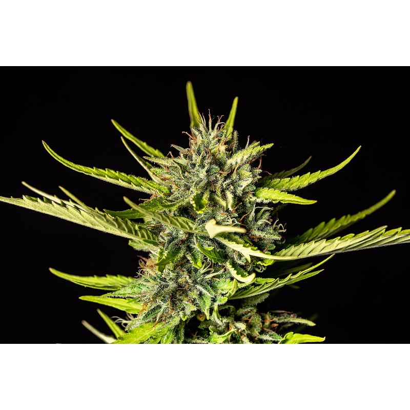 STRAWBERRY HAZE AUTO · Kannabia Seed Company · semillas de marihuana · AutoFem