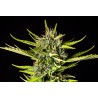 STRAWBERRY HAZE AUTO · Kannabia Seed Company · cannabis seeds · AutoFem