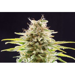SUPER OG KUSH · Kannabia Seed Company · semillas de marihuana · Fem