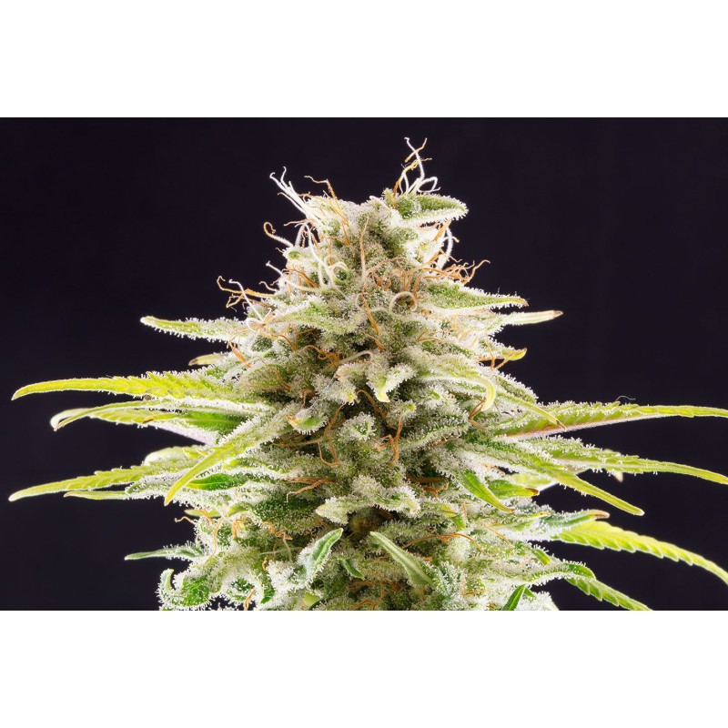 SUPER OG KUSH · Kannabia Seed Company · cannabis seeds · Fem