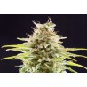 SUPER OG KUSH · Kannabia Seed Company · semi di canapa · Fem
