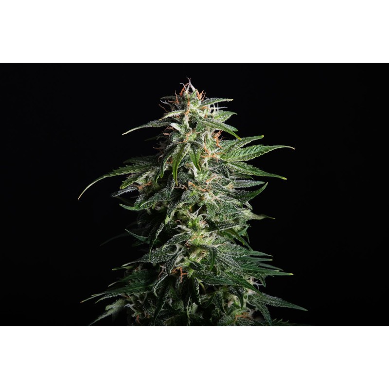SWISS DREAM AUTO CBD · Kannabia Seed Company · semi di canapa · AutoFem