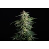 SWISS DREAM AUTO CBD · Kannabia Seed Company · semi di canapa · AutoFem