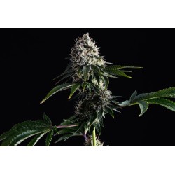 SWISS DREAM CBD · Kannabia Seed Company · semi di canapa · Fem