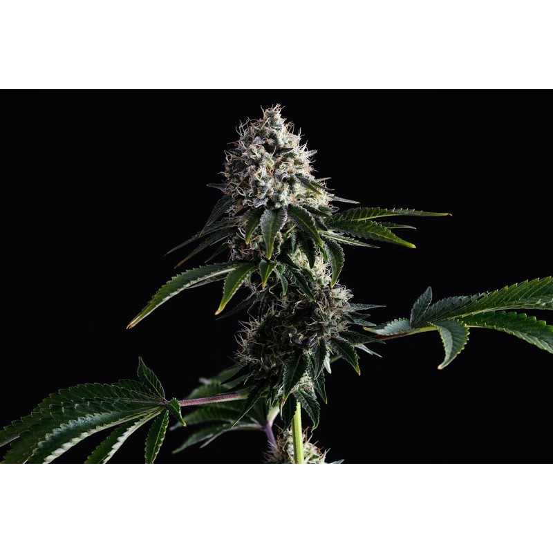 SWISS DREAM CBD · Kannabia Seed Company · semi di canapa · Fem
