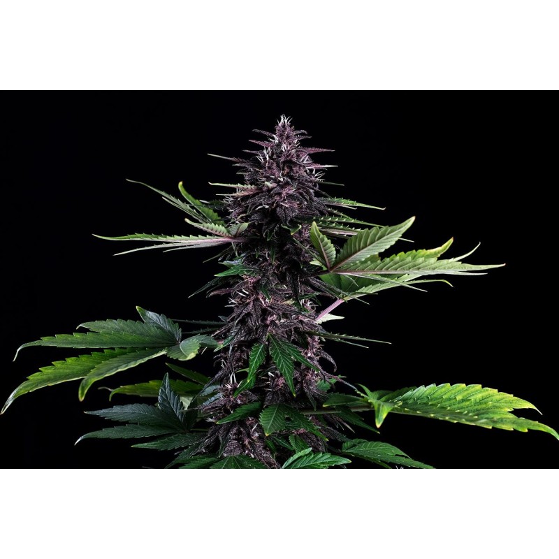 SWISS DREAM ROSE AUTO CBD · Kannabia Seed Company · semi di canapa · Fem