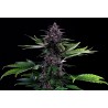 SWISS DREAM ROSE AUTO CBD · Kannabia Seed Company · semi di canapa · Fem