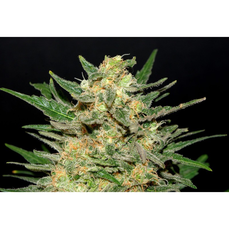 THAI FANTASY · Kannabia Seed Company · semi di canapa · Fem