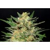 THAI FANTASY · Kannabia Seed Company · semi di canapa · Fem
