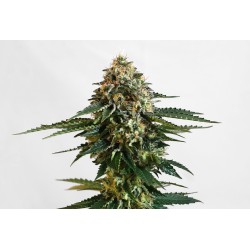 THCV · Kannabia Seed Company · cannabis seeds · Fem