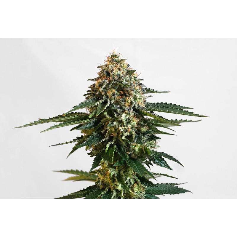 THCV · Kannabia Seed Company · semillas de marihuana · Fem