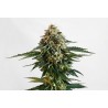 THCV · Kannabia Seed Company · semi di canapa · Fem