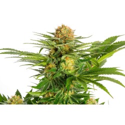 WHITE DOMINA · Kannabia Seed Company · semillas de marihuana · Fem