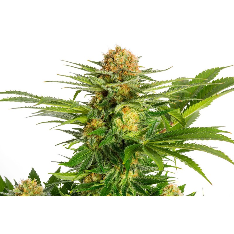 WHITE DOMINA · Kannabia Seed Company · semi di canapa · Fem