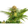 WHITE DOMINA · Kannabia Seed Company · semillas de marihuana · Fem