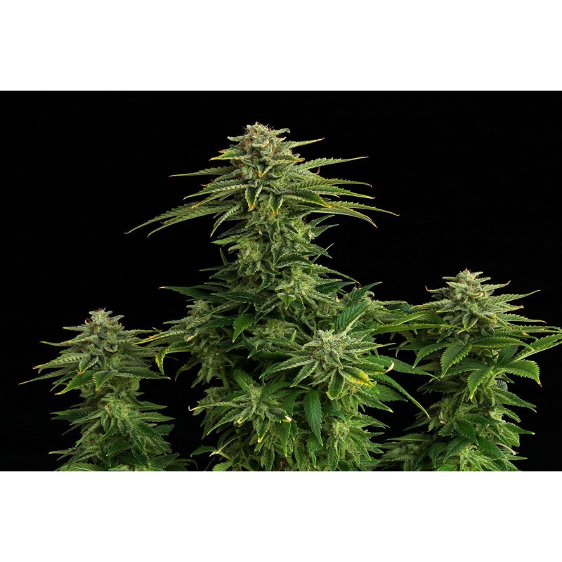 ZKITTLEZ · Kannabia Seed Company · cannabis seeds · Fem