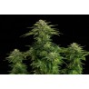 ZKITTLEZ · Kannabia Seed Company · semillas de marihuana · Fem
