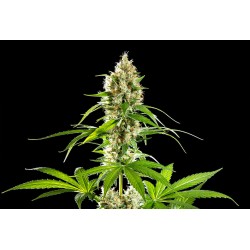 SUNSET SHERBET · Kannabia Seed Company · cannabis seeds · Fem