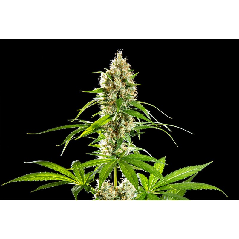 SUNSET SHERBET · Kannabia Seed Company · semi di canapa · Fem
