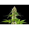 SUNSET SHERBET · Kannabia Seed Company · cannabis seeds · Fem