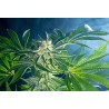 RAINBOW SHERBET 11 · Kannabia Seed Company · cannabis seeds · Fem