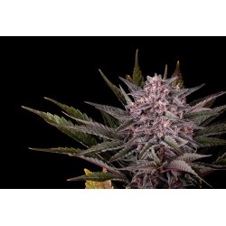 PINK GELATO · Kannabia Seed Company · semillas de marihuana · Fem