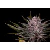 PINK GELATO · Kannabia Seed Company · cannabis seeds · Fem