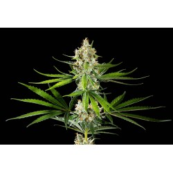 OREOZ USA · Kannabia Seed Company · cannabis seeds · Fem