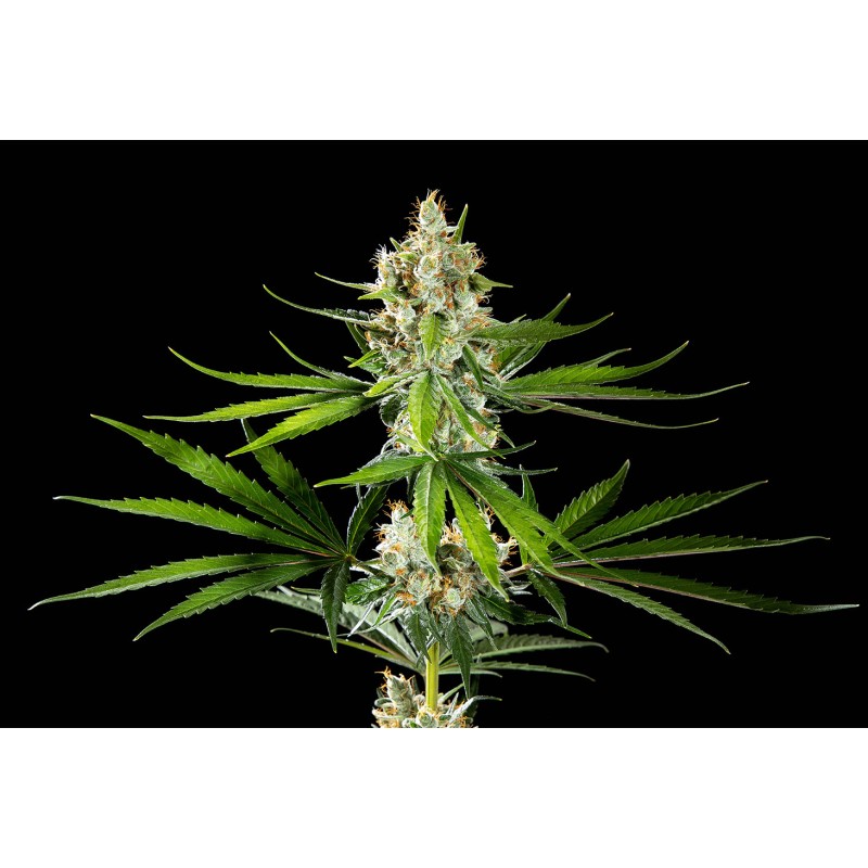 OREOZ USA · Kannabia Seed Company · semi di canapa · Fem
