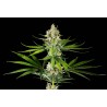 OREOZ USA · Kannabia Seed Company · semillas de marihuana · Fem