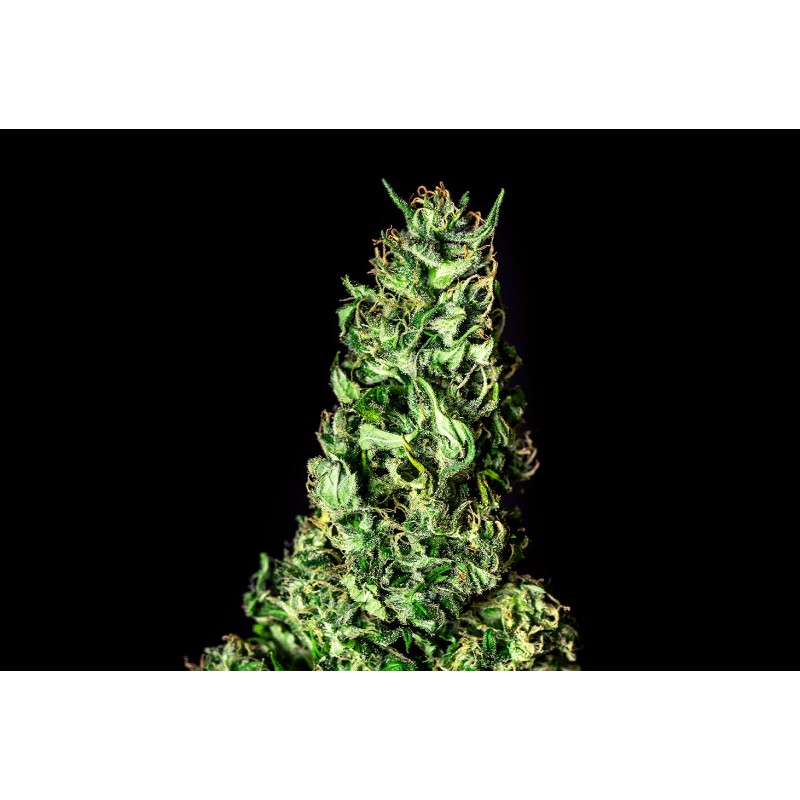 MOBY DICK · Kannabia Seed Company · cannabis seeds · Fem
