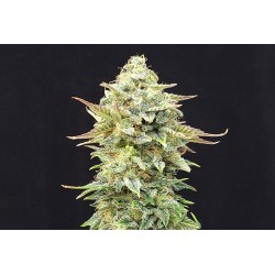 PINEAPPLE DREAM · Kannabia Seed Company · semillas de marihuana · Fem