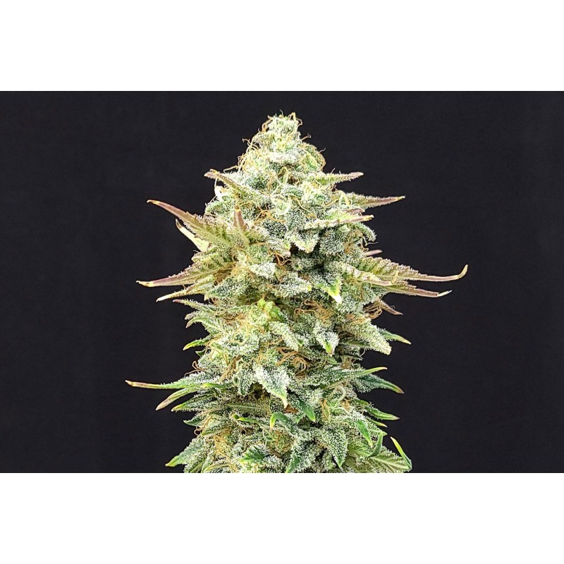 PINEAPPLE DREAM · Kannabia Seed Company · cannabis seeds · Fem