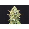 PINEAPPLE DREAM · Kannabia Seed Company · semillas de marihuana · Fem