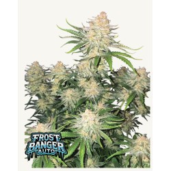 Frostbanger Auto · FastBuds Seeds · cannabis seeds · AutoFem